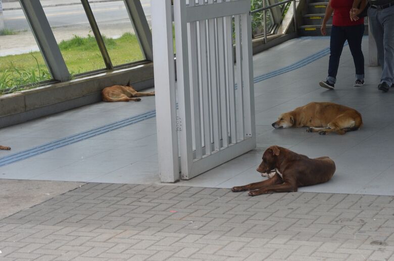 Estação tem cães comunitários e impasse sobre responsabilidade
