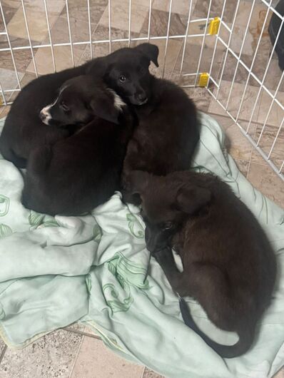 idosa ainda assim tentou deixar os cães no local