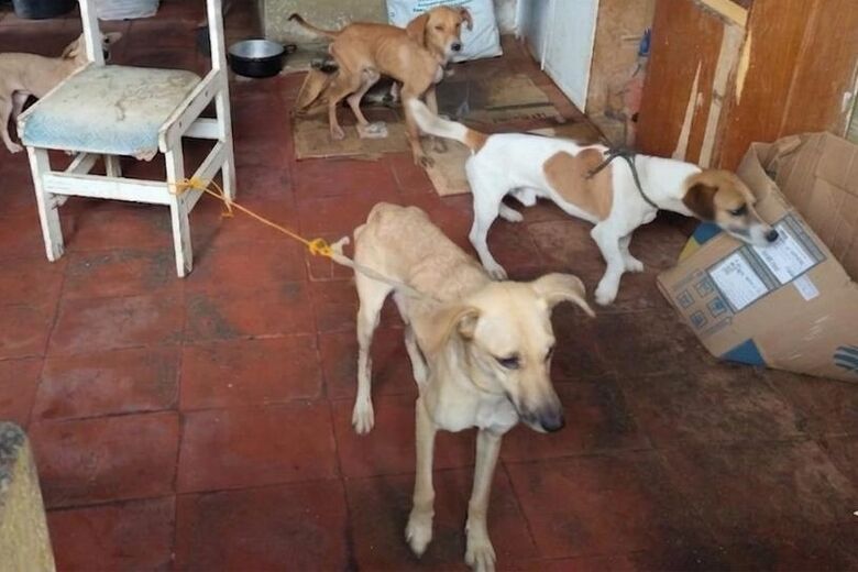 Cães foram encaminhados para um local onde possam passar por recuperação 