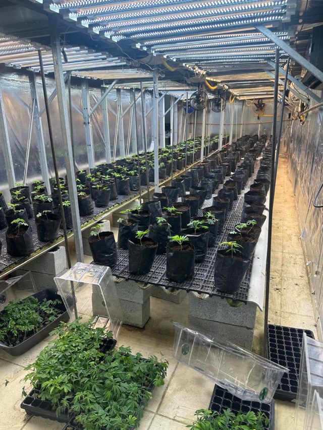 As plantas e os entorpecentes apreendidos foram encaminhados para análise pericial.