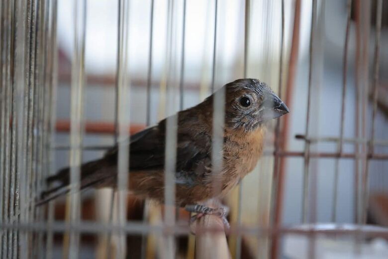 ANIMAIS APREENDIDOS Segundo a PM, pelo menos 933 (75,97%) eram aves