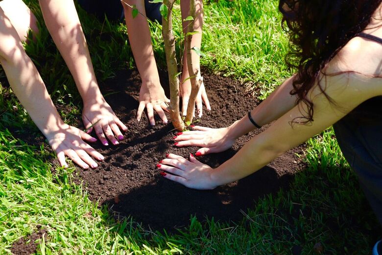 Suzano chegou à marca de 502 árvores plantadas em 2026 neste Mês do Meio Ambiente, o Junho Verde