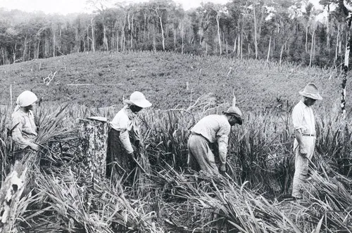 Produção agrícola foi importante. Suzano já foi conhecida pela Festa do Morango e pela Festa das Flores