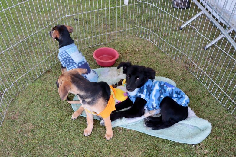 Arrecadação de camas, cobertores e roupas para animais ocorrerá nos mesmos pontos da Campanha do Agasalho tradicional
