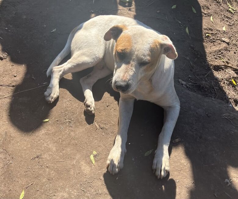 Secretarias de Meio Ambiente e de Saúde de Suzano resultou no resgate de dois cães em situação de maus-tratos nesta terça-feira (28)