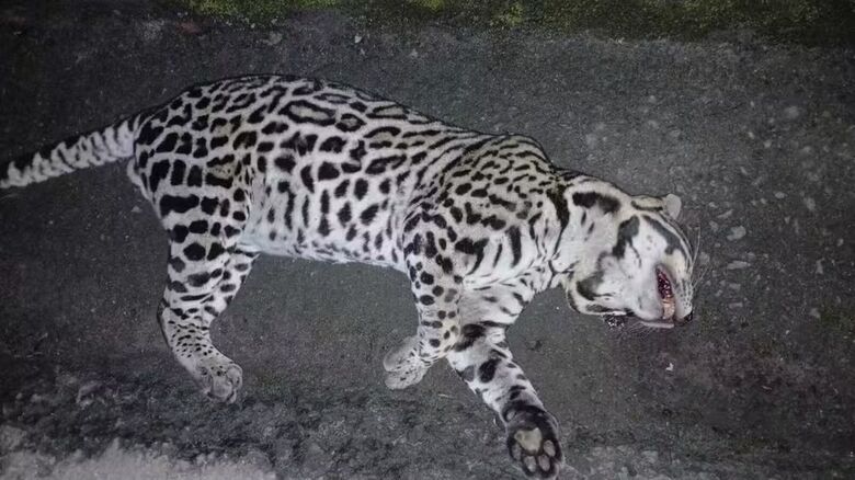 Jaguatirica morre após ser atropelada na Mogi-Bertioga