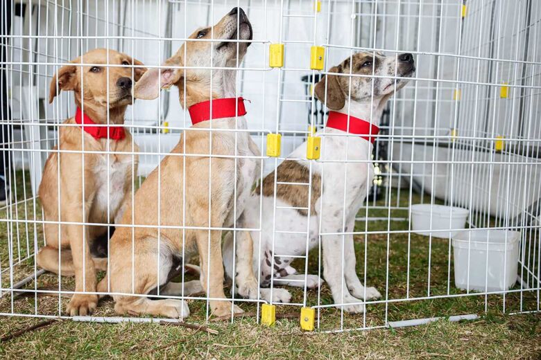 Iniciativa garantiu um novo lar para 14 cães e nove gatos