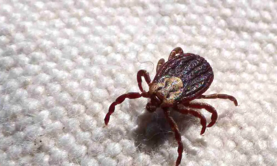 Doença é transmitida pela picada de carrapatos infectados