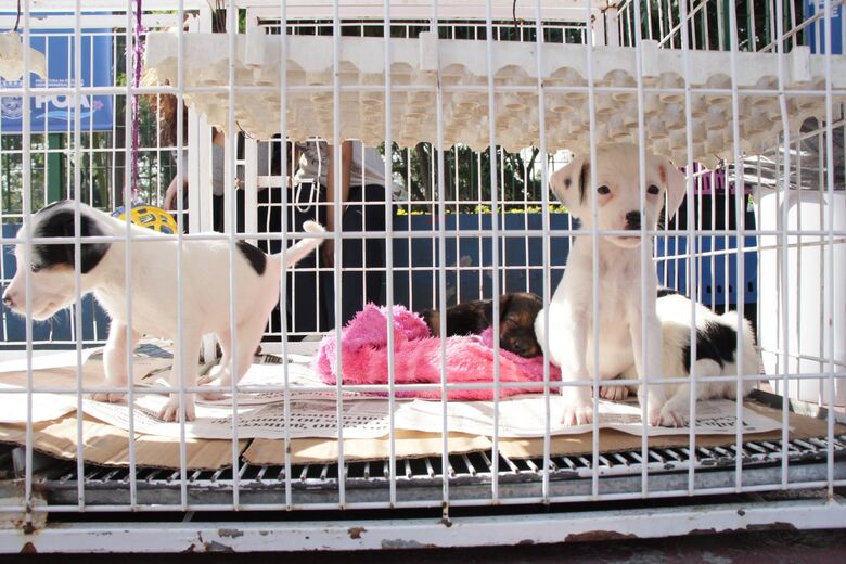 Ação busca incentivar a adoção consciente de pets acolhidos pelo Centro de Bem-Estar Animal
