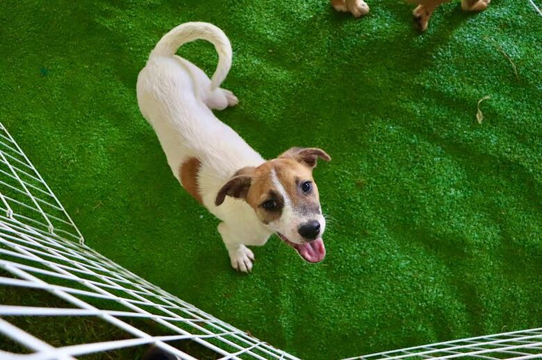 A ação será realizada das 10 às 17 horas, no Parque Municipal Max Feffer reunindo cerca de 30 cães e gatos que aguardam por uma oportunidade de encontrar um novo lar.