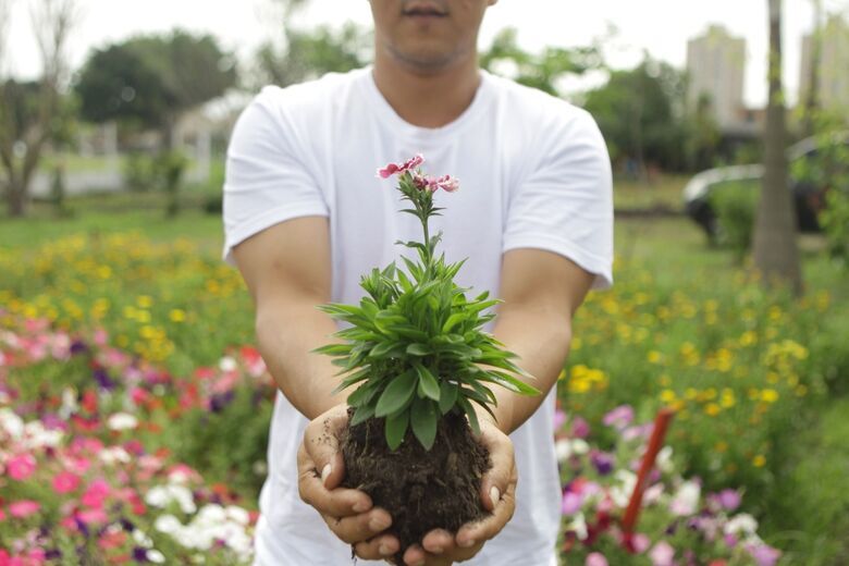Viveiro Municipal de Suzano é responsável por dar suporte aos projetos de arborização da cidade