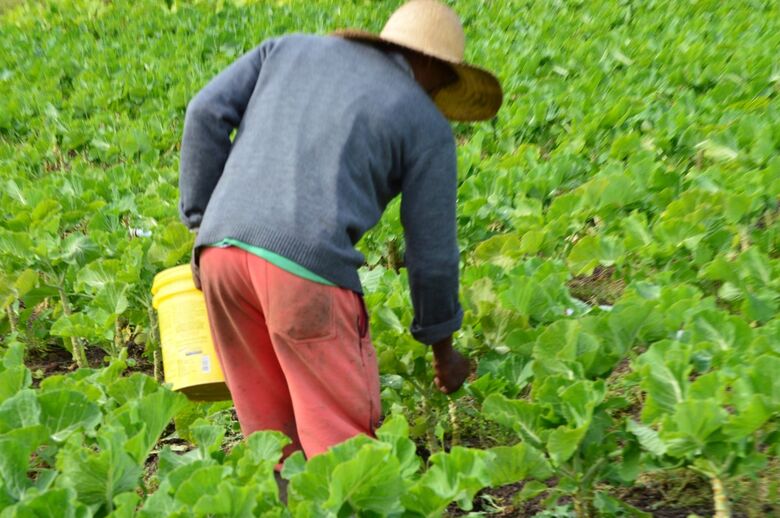 PRODUTORES Usam técnicas para evitar prejuízos
