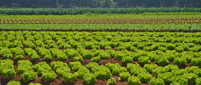 Cidade produz mais hortaliças do tipo folhosa. Entre elas estão alface, rúcula, salsa, cebolinha, espinafre e até mesmo couve-flor