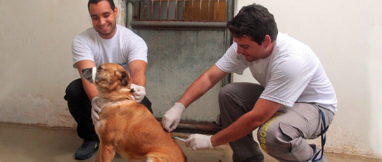 Para vacinar, não é obrigatório que o animal tenha algum documento