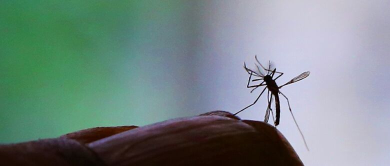 Transmitido pelo mosquito Aedes aegypti, o vírus Zika provoca sintomas semelhantes aos da dengue e da febre chikungunya