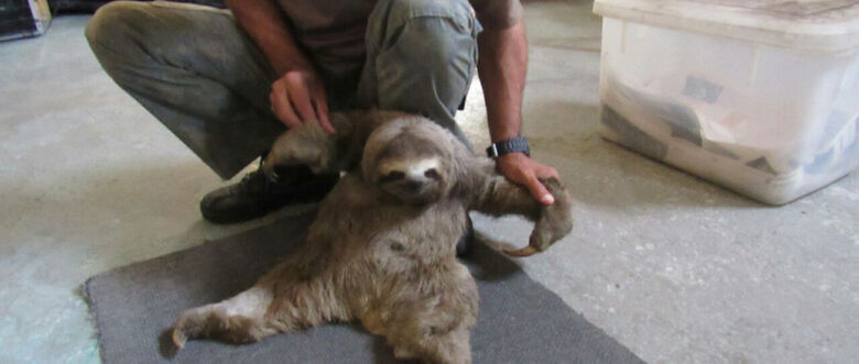 Bicho-preguiça foi colocado em compartilhamento