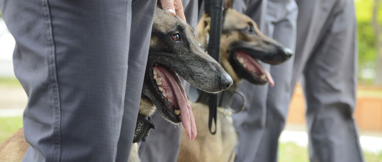 Cães policiais: todo o treinamento e cuidado dos animais  fica por conta de duas equipes de oito agentes da Polícia Militar (PM)