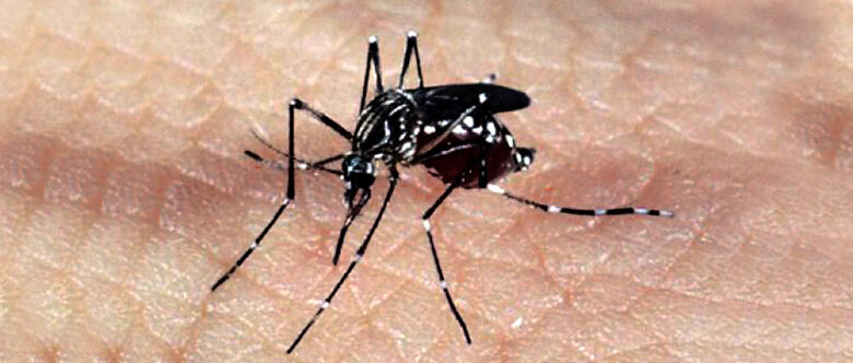 De acordo com a pesquisadora, uma das dificuldades para detecção do vírus é a de que a proteína usada no exame é muito parecida com a existente na dengue e na febre amarela, entre outras