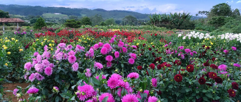 São 80 variedades de dálias distribuídas em 3,5 mil pés. Evento contará também com barracas de comidas típicas, artesanato e atrações artísticas