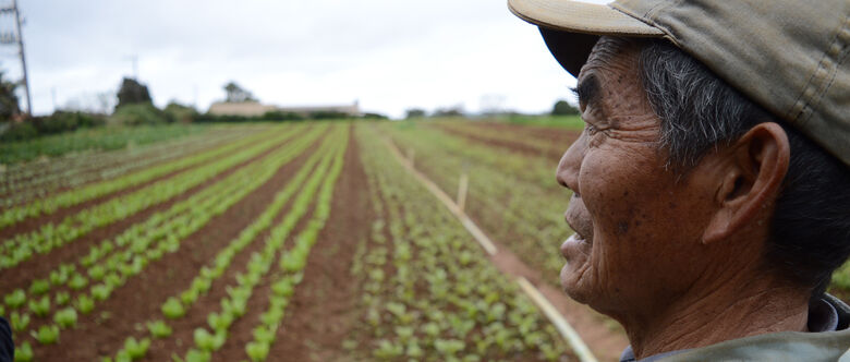 José Takano aos 72 anos continua trabalhando na plantação