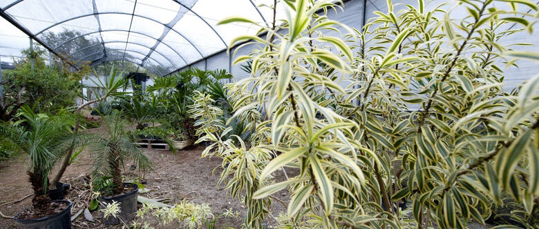 Outra novidade do viveiro municipal é o Circuito Escola, uma atividade voltada para as escolas e população em geral