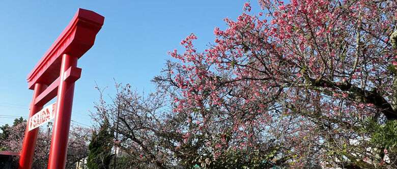 33ª Festa da Cerejeira será realizada nesse final de semana