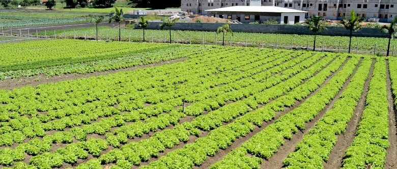 Suzano concentra uma área de 23% de todo o território suzanense para o cultivo de produtos, como hortaliças, maçarias, verduras, entre outros