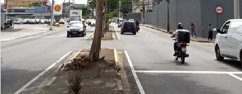 Acidente de carro, no qual um veículo colidiu com uma árvore do tipo pau-ferro na avenida Francisco Ferreira Lopes, altura do número 3.680, em Braz Cubas, comprometeu-a e exigirá a sua retirada