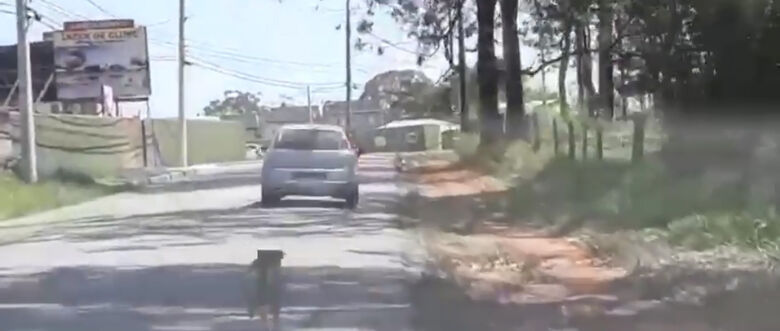 Cão correu atrás do veículo por alguns metros, mas não aguentou e parou