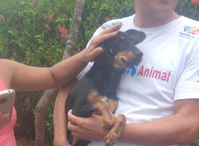Cão foi resgatado por ativisitas