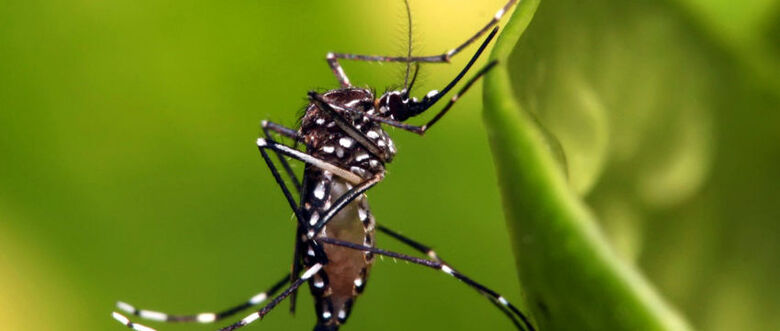 Em Mogi, até o dia até 7 de março, ocorreram dois casos de dengue (um importado e um autóctone)