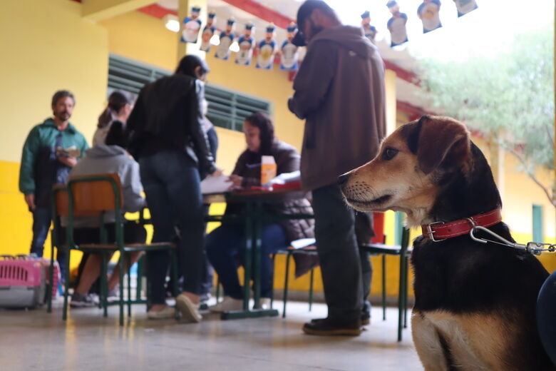 Interessados em castrar seus cães ou gatos podem comparecer de segunda a sexta-feira, das 8 às 17 horas, nas salas 220 ou 306 do Centro Unificado de Serviços, o Centrus