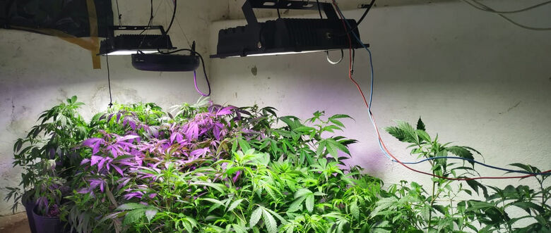 PM localiza 70 pés e laboratório de produção de maconha em Poá