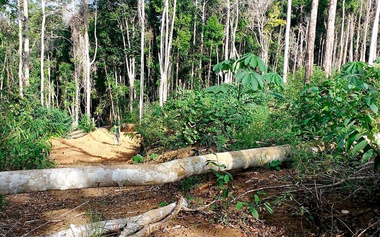 Há uma grande preocupação com o desmatamento das áreas na região