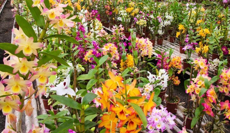 Público poderá participar de palestras e haverá a venda de orquídeas, plantas ornamentais, suculentas e insumos e praça de alimentação