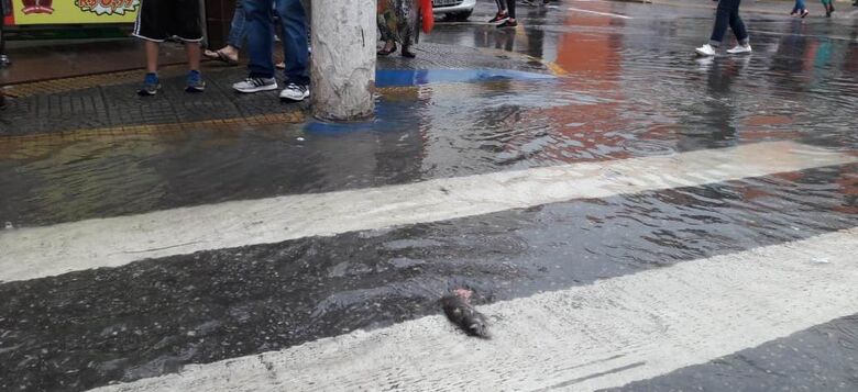 Reportagem encontrou, ao menos, dois ratos mortos no cruzamento da Travessa Mirambava com a Rua General Francisco Glicério