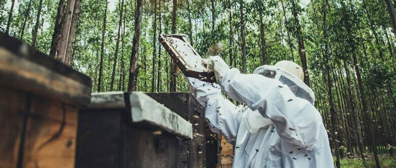 Apicultores conquistaram marca inédita com produção de 358 toneladas de mel