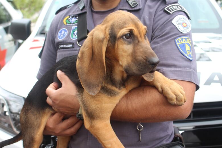 Cadela 'Help' será a nova integrante do Canil Setorial de Suzano