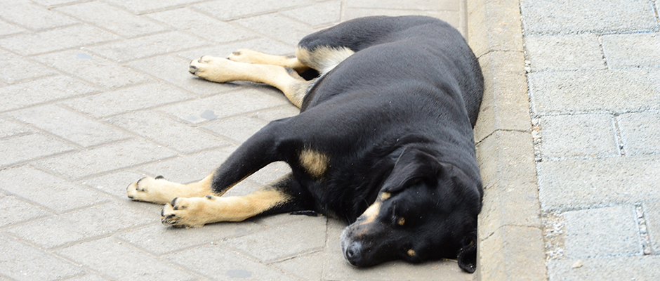 Organizações Não Governamentais (ONGs) de Suzano, que atuam diretamente com a causa animal, registram a média de 8 desaparecimentos de cães e gatos em apenas uma semana na cidade