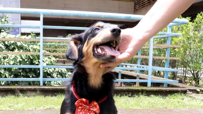 Setor do Meio Ambiente e Bem-estar Animal faz parceria com o