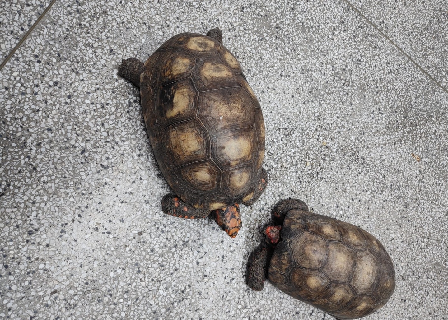 Polícia apreende 17 cobras, jabuti, maconha e ovos de répteis em